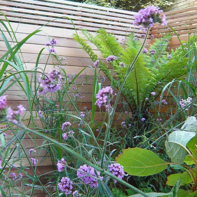 Islington ground floor garden Cedar slatted design screens were constructed and fixed onto existing perimeter fencing, landscaping finishes, seasonal planting.