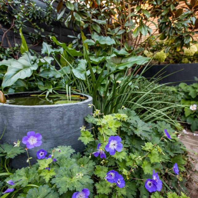 This garden design was done in-house by The Garden Builders. A small garden based in the South London, Kennington to be specific. The client was delighted.