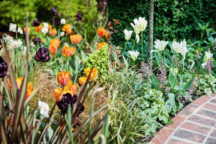 roses roses herbaceous borders and planting ideas contractor horticulturalist specialist London