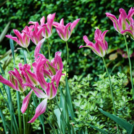 Hampstead Garden, planting design of evergreen lush structural plants and hedging, in-filled with seasonal perennials meticulous attention to correct planting.
