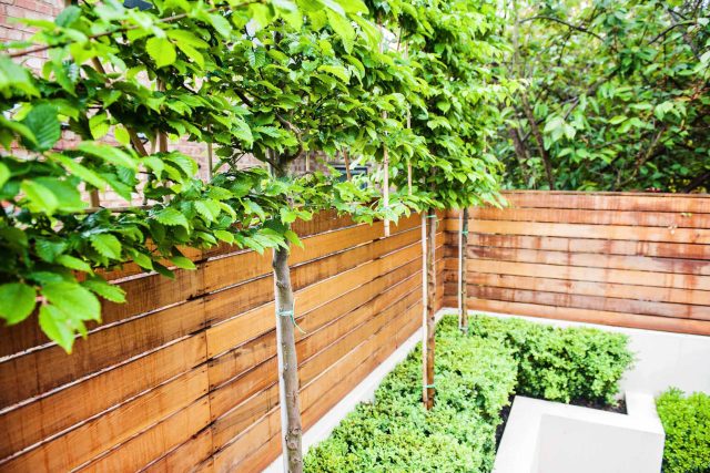 Beautiful London Garden, Clancarty Road, London, new block rendered boundary walls, planting, lighting, submersible water lights, bright contemporary effect.