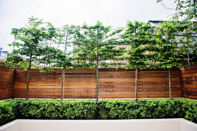 Beautiful London Garden, Clancarty Road, London, new block rendered boundary walls, planting, lighting, submersible water lights, bright contemporary effect.