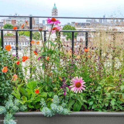 Kensington Garden Designer, Urban delight is an example of bold, structural planting working in harmony with crisp, modern materials and design, within the back.