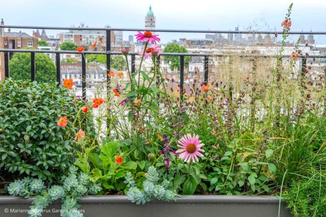 Kensington Garden Designer, Urban delight is an example of bold, structural planting working in harmony with crisp, modern materials and design, within the back.