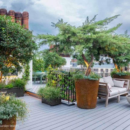 Kensington Garden Designer, Urban delight is an example of bold, structural planting working in harmony with crisp, modern materials and design, within the back.