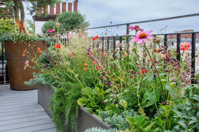 Kensington Garden Designer, Urban delight is an example of bold, structural planting working in harmony with crisp, modern materials and design, within the back.