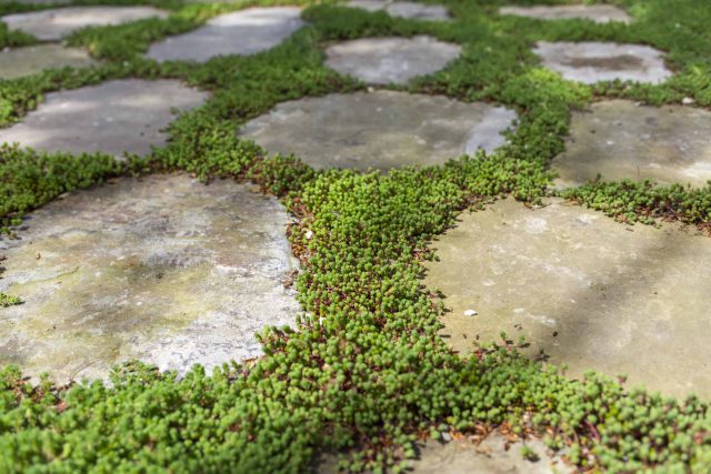 Inspirational city garden design in Holland Park London, Yorkstone stepping stones, oak posts architectural rythm to utilise lower terrace, near the basement.