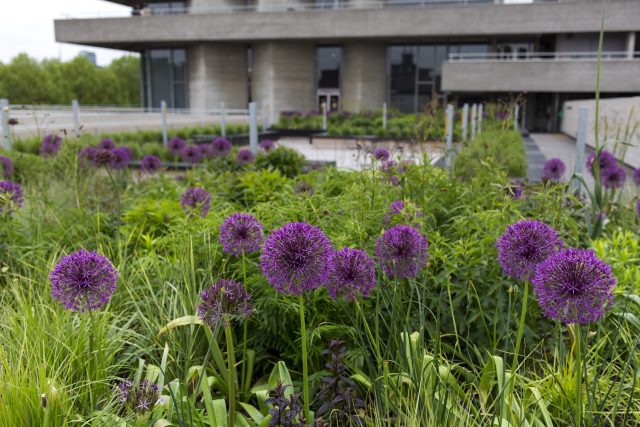 Allium flowers and ornamental grass in a brutalist London setting.