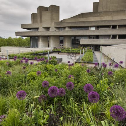 An allium and grass meadow on a brutalist rooftop terrace on the South Bank.