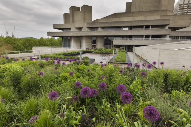 An allium and grass meadow on a brutalist rooftop terrace on the South Bank.