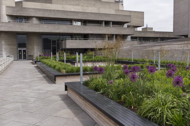 Alliums and ornamental grass in concrete planters on a brutalist London rooftop.
