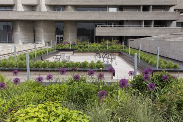Alliums and ornamental grass on a wooden deck on the brutalist South Bank.