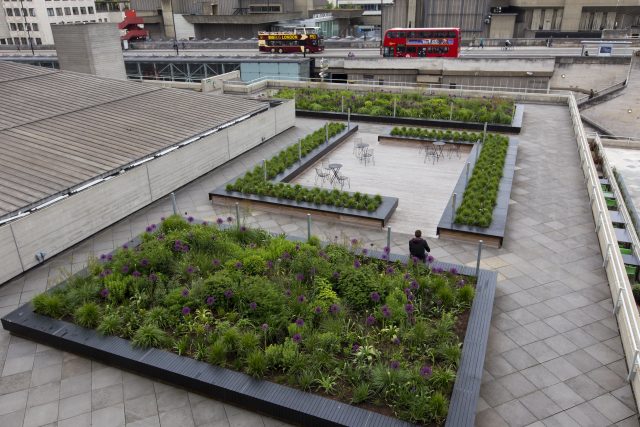 An allium planter, wooden decking, and bistro seating on a brutalist rooftop.