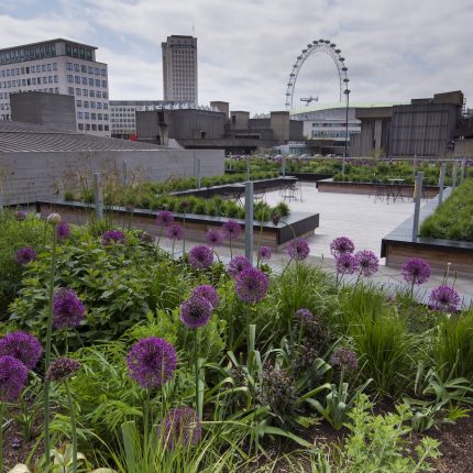 Alliums in wooden planters on a modern urban London rooftop terrace.