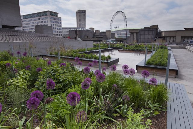 Alliums in wooden planters on a modern urban London rooftop terrace.