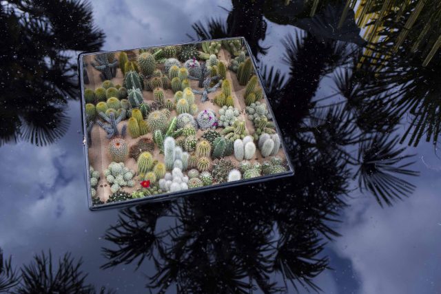Cambodia Asian inspired design, World Vision garden, with delicate flowers and water violets, water features theme, water lily, cacti, irises, water violets.
