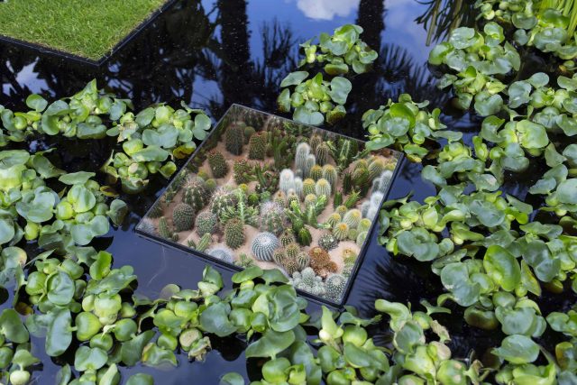 Cambodia Asian inspired design, World Vision garden, with delicate flowers and water violets, water features theme, water lily, cacti, irises, water violets.