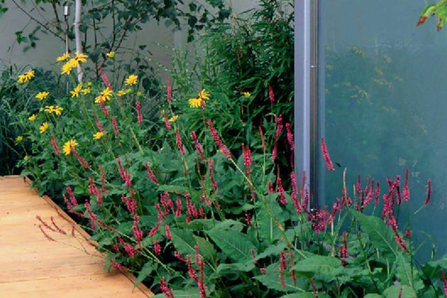 Pool Contemporary Design Landscaping Large rendered walls, metal screening, and cedar decking by Paul Dracott in Barnes West London, consisting sleek design.