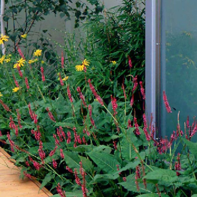Pool Contemporary Design Landscaping Large rendered walls, metal screening, and cedar decking by Paul Dracott in Barnes West London, consisting sleek design.