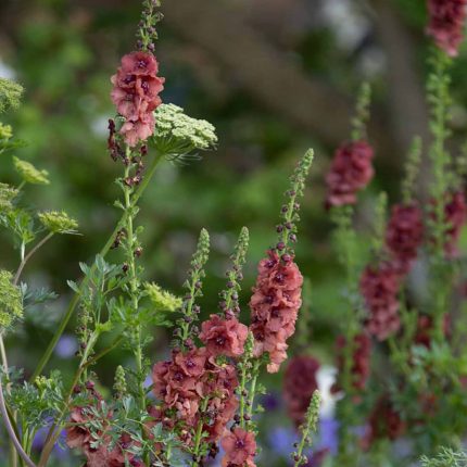 This Award-Winning Garden can now be associated with an RHS Chelsea award-winning craftsmanship designer as it has won Gold at the RHS Chelsea Flower Show 2022.