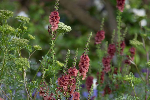 This Award-Winning Garden can now be associated with an RHS Chelsea award-winning craftsmanship designer as it has won Gold at the RHS Chelsea Flower Show 2022.
