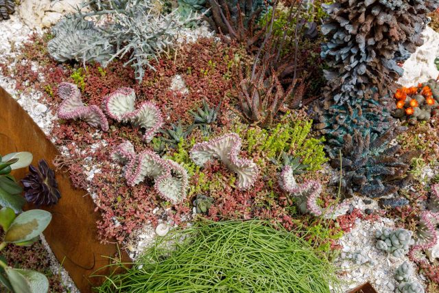 Designed by Karen Welman and John Warland & constructed by The Garden Builders, the Pearlfisher Garden for the Space To Grow category at the 2018 RHS Chelsea.