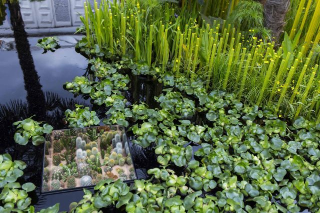 Cambodia Asian inspired design, World Vision garden, with delicate flowers and water violets, water features theme, water lily, cacti, irises, water violets.
