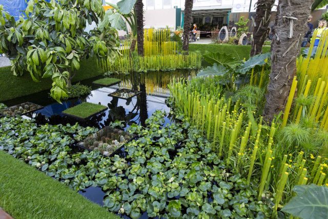 Cambodia Asian inspired design, World Vision garden, with delicate flowers and water violets, water features theme, water lily, cacti, irises, water violets.