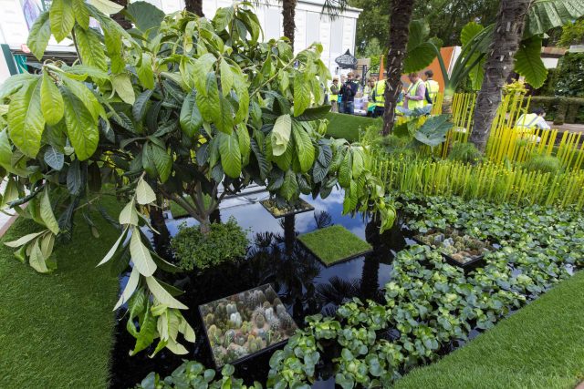 Cambodia Asian inspired design, World Vision garden, with delicate flowers and water violets, water features theme, water lily, cacti, irises, water violets.