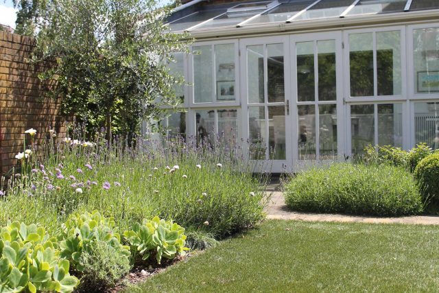 Lavender borders a conservatory and an artificial lawn in a luxury Wimbledon garden.