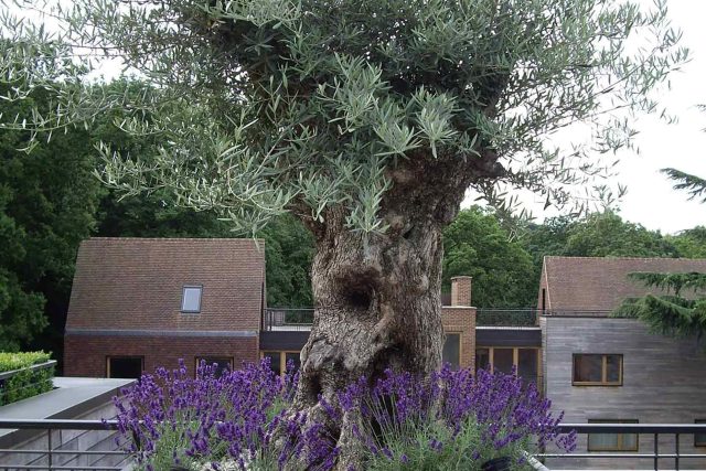 Roof Terrace design in Highgate a bespoke contemporary space with sleek bespoke slate water features steel planters planting olive tree horticulturalist.