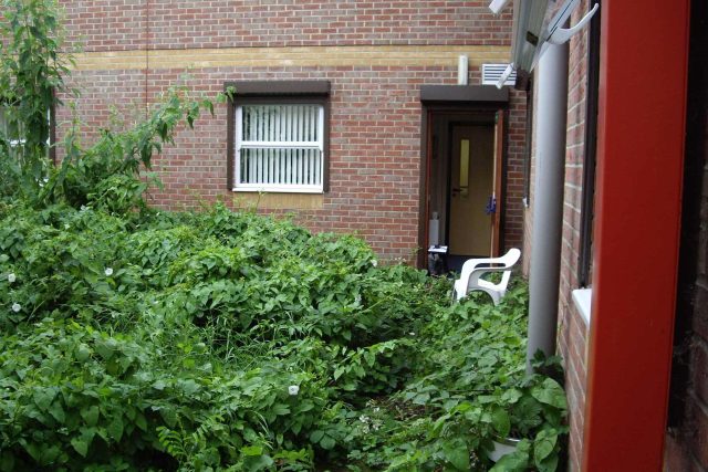 Courtyard garden for NHS GP Practice Balham Surgery south London with water feature and lighting, landscaping consultant contractors lighting, planting.