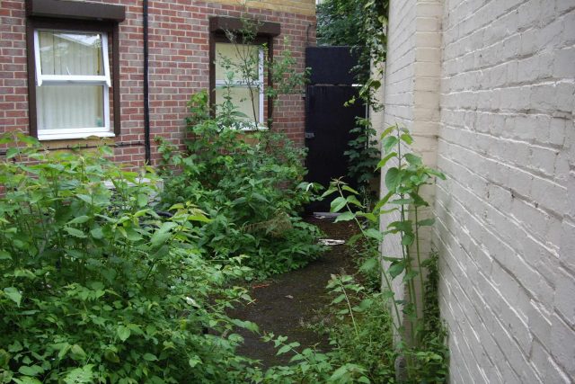 Courtyard garden for NHS GP Practice Balham Surgery south London with water feature and lighting, landscaping consultant contractors lighting, planting.