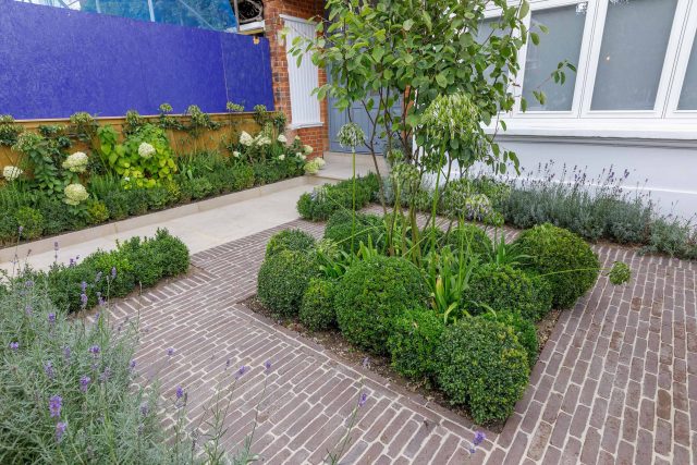 Family garden design in Barnes West London, lawn space as possible for various play activities and an intimate dining area with pleached Quercus Ilex trees.