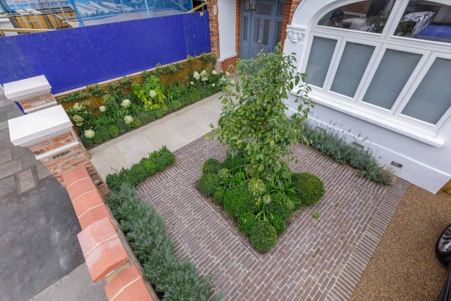 Family garden design in Barnes West London, lawn space as possible for various play activities and an intimate dining area with pleached Quercus Ilex trees.