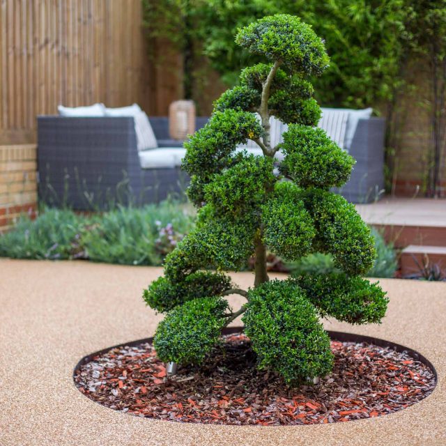 Japanese style garden, designed and constructed by The Garden Builders floor levels and planting geometry white porcelain tiles landscape company wood decking.