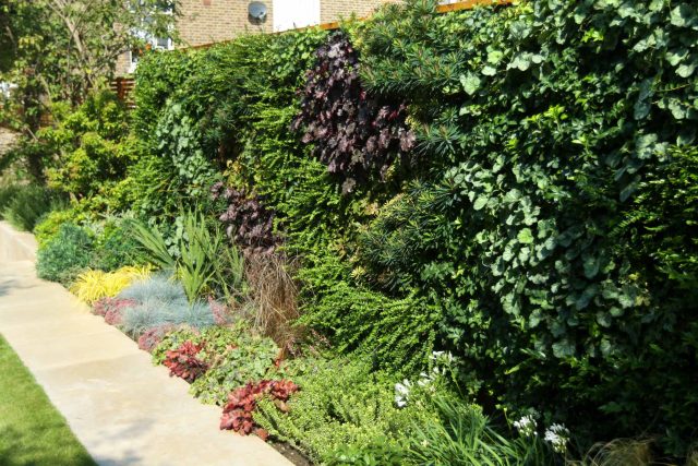 Contemporary Family Garden Design in St Johns Wood Designed and Constructed by The Garden Builders London contracting specialists horticulturalist company.