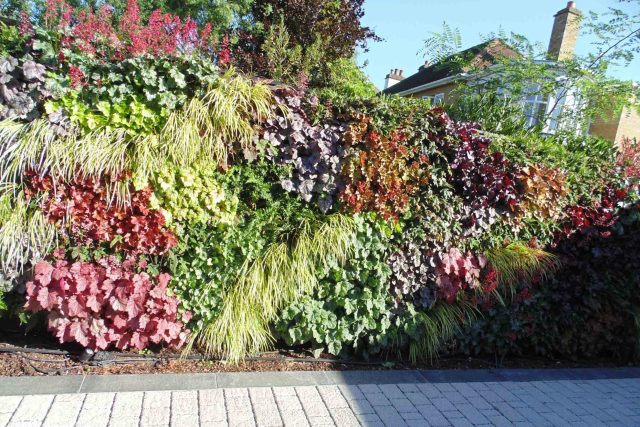 Blackheath Design, Hauf House, living green wall, dark granite edge detail, solid Oak automated gates a specialist garden contractors landscaping company.