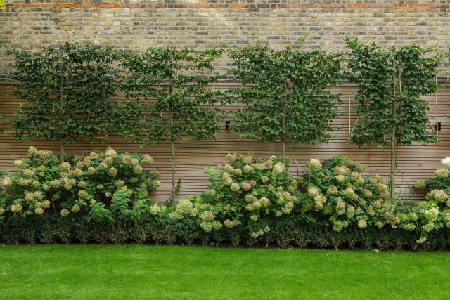 Family garden design in Barnes West London, lawn space as possible for various play activities and an intimate dining area with pleached Quercus Ilex trees.