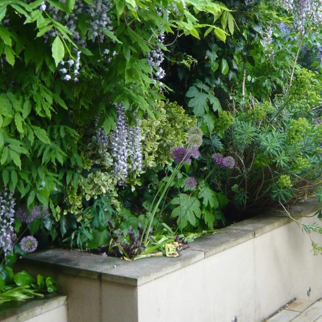 Steep Garden Highgate, large asymmetrical raised rendered planting beds, lawn and garden terrace specialist company, asymmetric raised planting beds, planting.