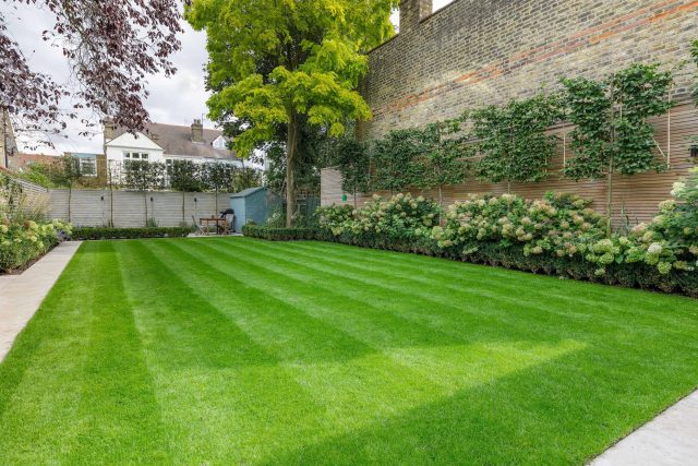 Family garden design in Barnes West London, lawn space as possible for various play activities and an intimate dining area with pleached Quercus Ilex trees.