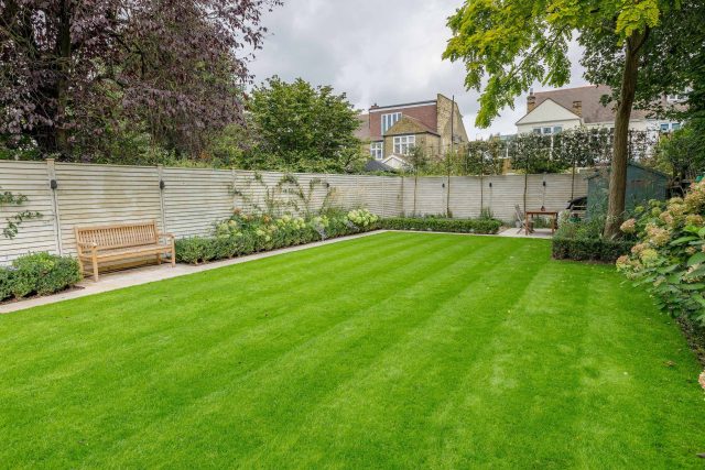 Family garden design in Barnes West London, lawn space as possible for various play activities and an intimate dining area with pleached Quercus Ilex trees.