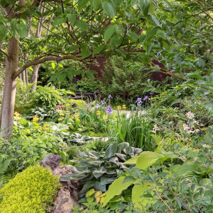 roses herbaceous borders and planting ideas contractor horticulturalist specialist London