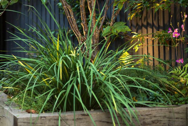 Clapham London garden design luxury feeling outdoor kitchen room bbq, contractor landscapers, transformed into a flexible, modern sanctuary.
