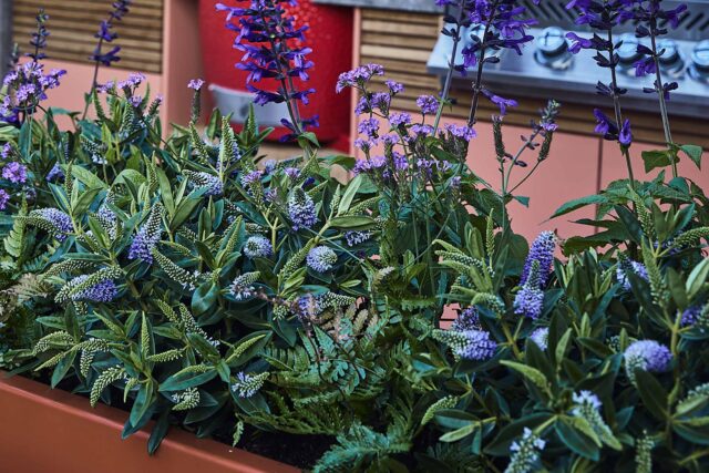 Family garden designer Barnes West London cooking gardens bbq, outdoor environment that blends intelligent design.