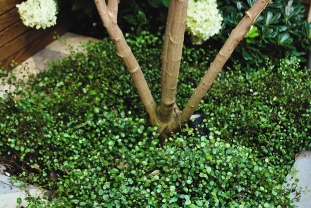 Fulham West London garden design luxury feeling room paving, been transformed into a calm and elegant outdoor living space.