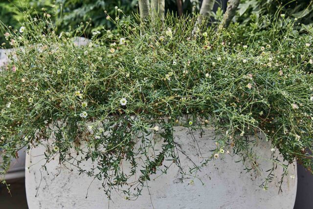 Walton On Thames garden designer kitchen dining, a modern, intimate design for comfort, privacy and outdoor living.